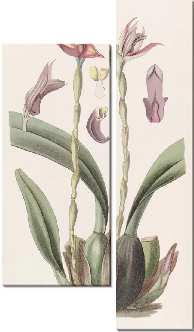 Картина Максиллярия с капюшоном (1815-1819)