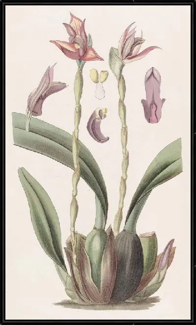 Картина Максиллярия с капюшоном (1815-1819)