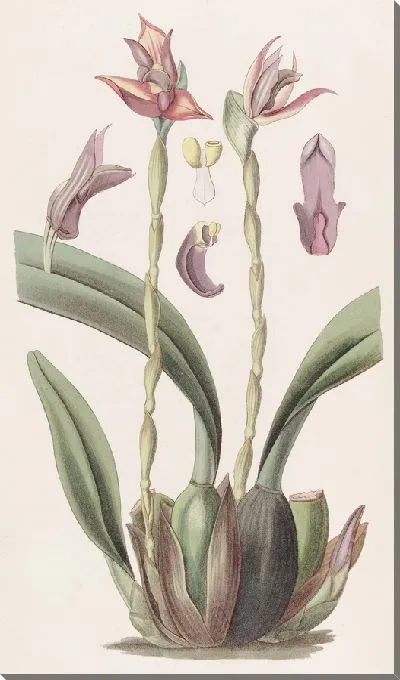 Картина Максиллярия с капюшоном (1815-1819)