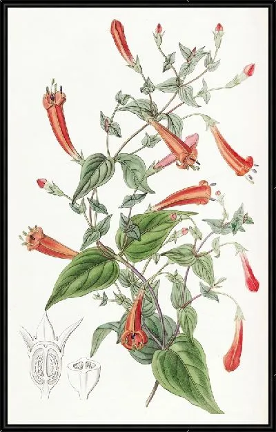 Картина Манеттия сердечнолистная (1815-1819)