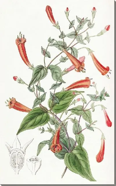 Картина Манеттия сердечнолистная (1815-1819)