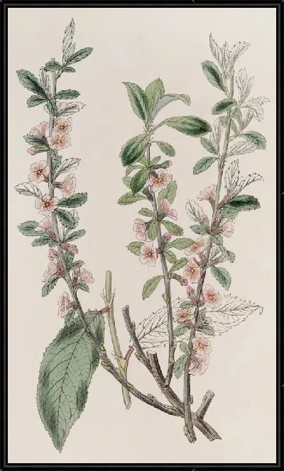 Картина Миндаль седой (1815-1819)