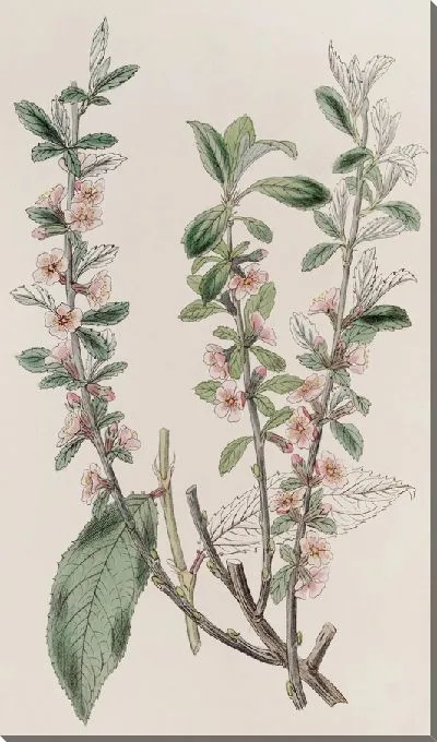 Картина Миндаль седой (1815-1819)