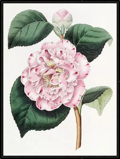 Картина Непобедимая камелия Грея (1815-1819)