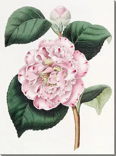 Картина Непобедимая камелия Грея (1815-1819)