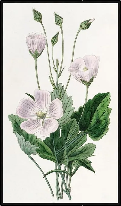 Картина Нутталлия сердечнолистная (1815-1819)