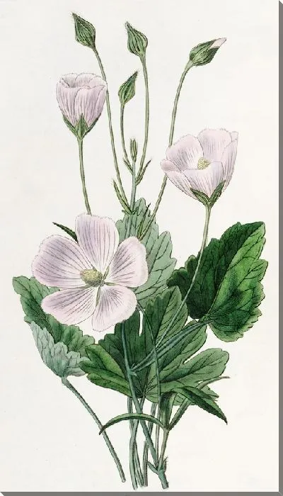 Картина Нутталлия сердечнолистная (1815-1819)