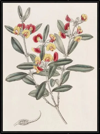 Картина Оксилобий с головой (1815-1819)
