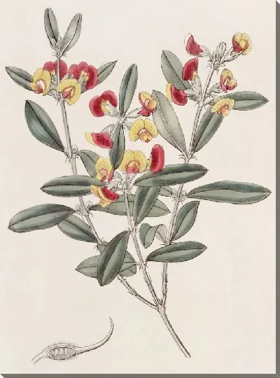 Картина Оксилобий с головой (1815-1819)