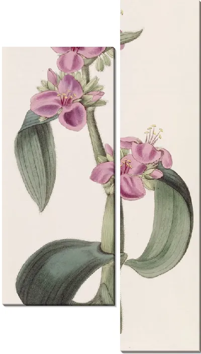Картина Паутинник подагрический (1815-1819)