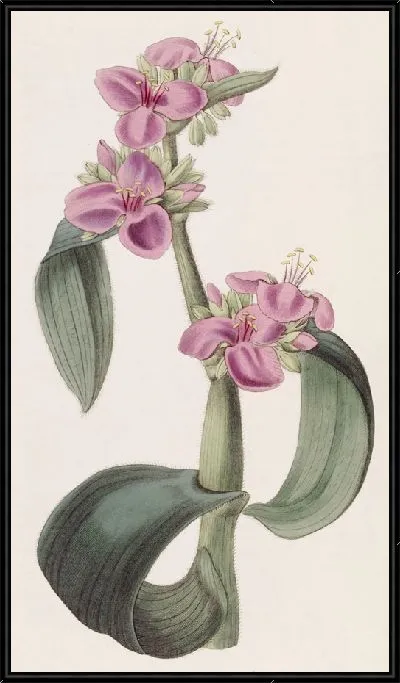 Картина Паутинник подагрический (1815-1819)