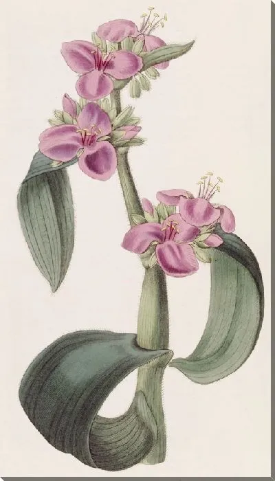 Картина Паутинник подагрический (1815-1819)