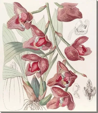 Перистерия Гумбольдта (1815-1819)