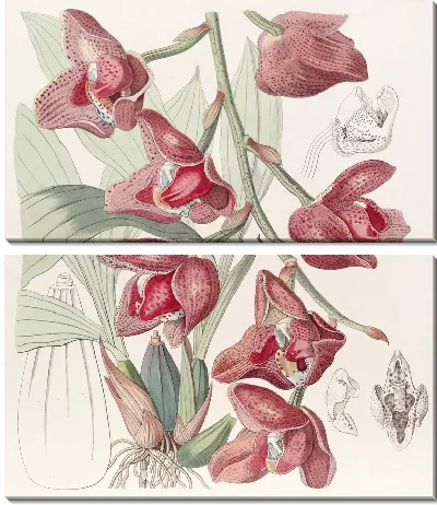 Перистерия Гумбольдта (1815-1819)