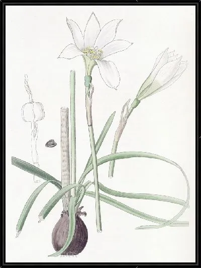 Картина Полузеленый Зефирантес (1815-1819)