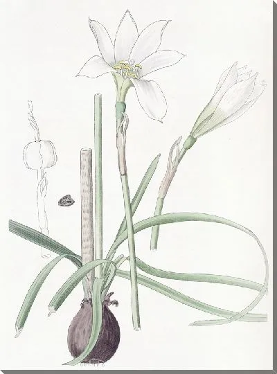 Картина Полузеленый Зефирантес (1815-1819)