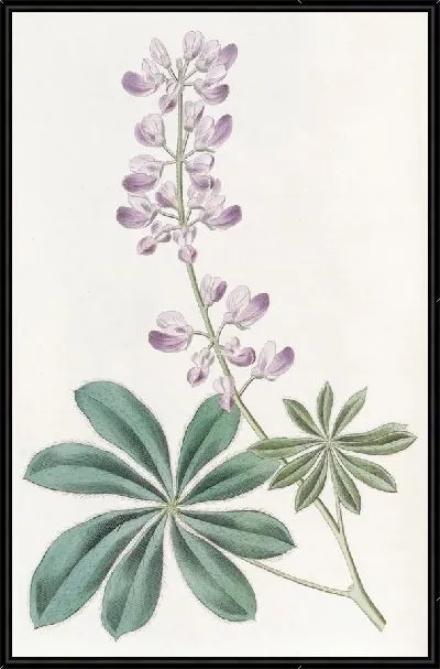 Картина Полукустарниковый Люпин (1815-1819)