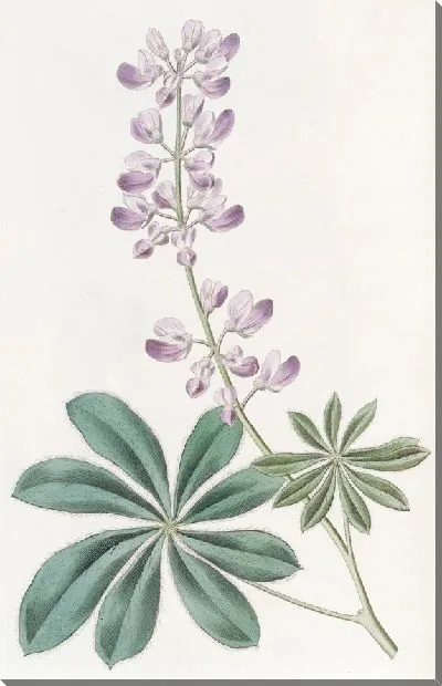 Картина Полукустарниковый Люпин (1815-1819)