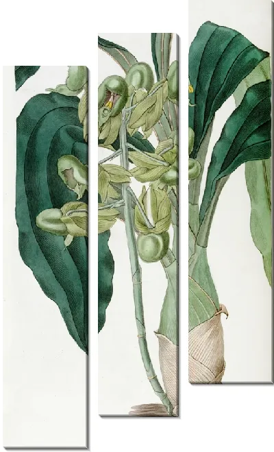 Картина Полуоткрытый катасетум (1815-1819)