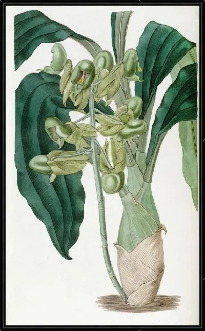 Картина Полуоткрытый катасетум (1815-1819)