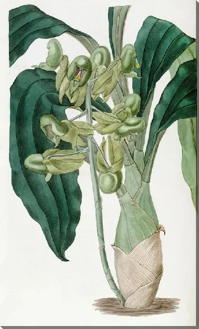Картина Полуоткрытый катасетум (1815-1819)