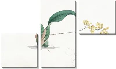 Картина Рогатый онцидиум (1815-1819)