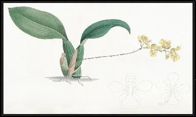 Картина Рогатый онцидиум (1815-1819)