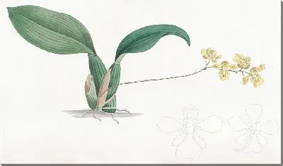 Картина Рогатый онцидиум (1815-1819)