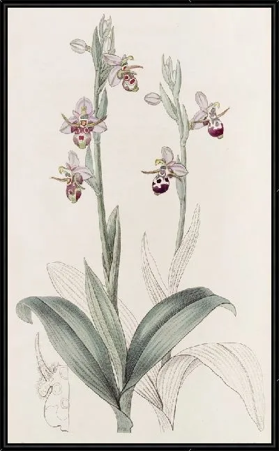 Картина Рогатый Офрис (1815-1819)