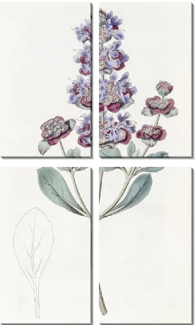 Картина Седая Аудибертия (1815-1819)