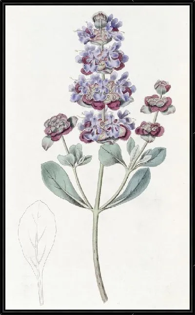 Картина Седая Аудибертия (1815-1819)