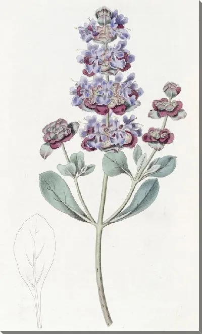 Картина Седая Аудибертия (1815-1819)