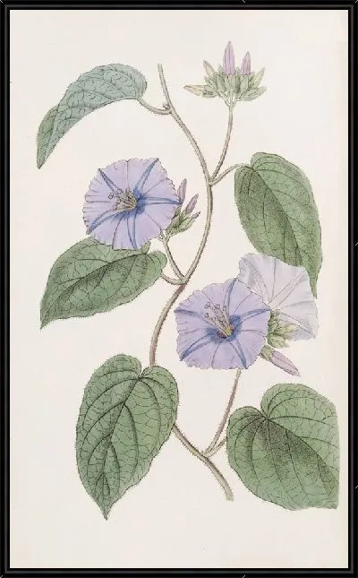 Картина Седая Жакемонтия (1815-1819)