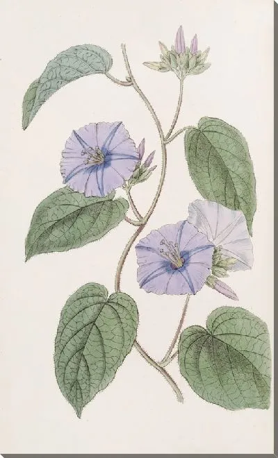 Картина Седая Жакемонтия (1815-1819)
