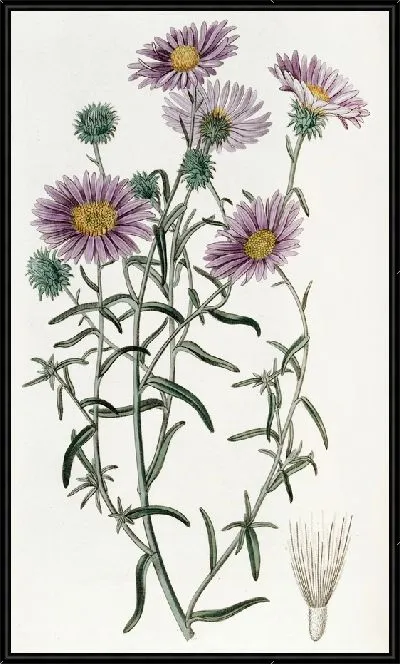 Картина Седой Диплопапп (1815-1819)