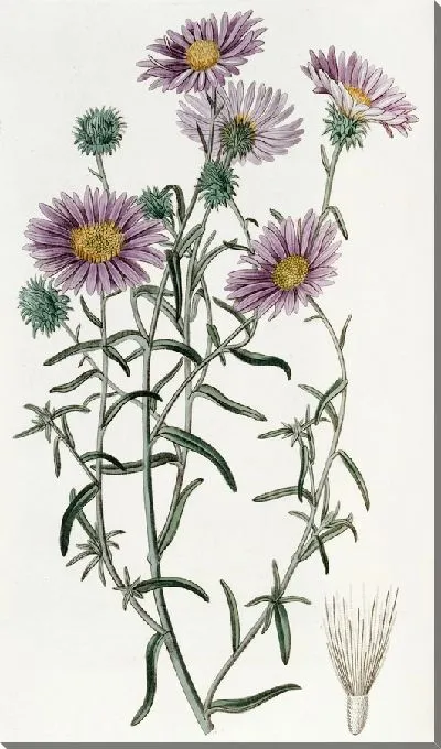 Картина Седой Диплопапп (1815-1819)