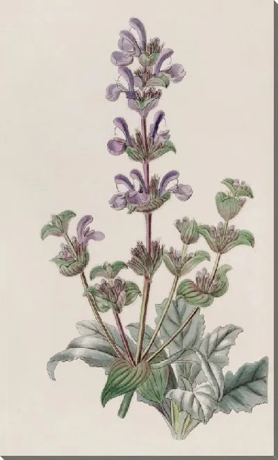 Картина Седой мудрец (1815-1819)