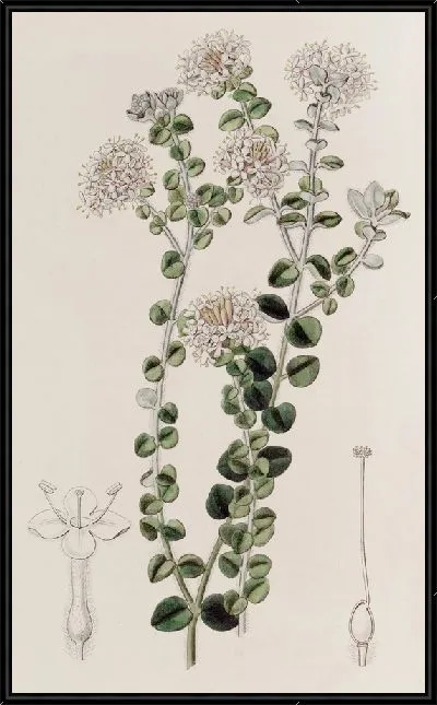 Картина Седой Пимела (1815-1819)