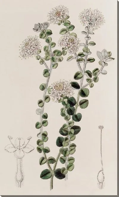 Картина Седой Пимела (1815-1819)
