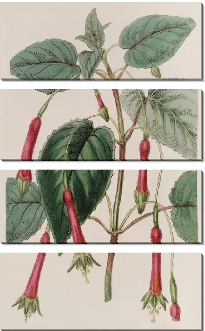 Картина Сердцевиднолистная Фуксия (1815-1819)