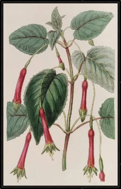 Картина Сердцевиднолистная Фуксия (1815-1819)