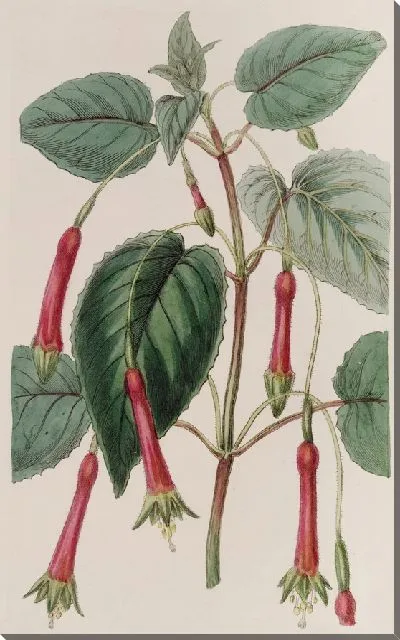 Картина Сердцевиднолистная Фуксия (1815-1819)