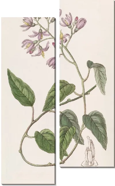Картина Соланум крючколепестковый (1815-1819)