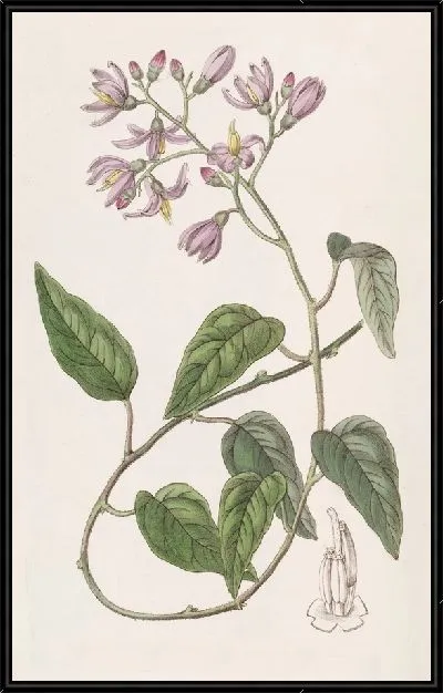 Картина Соланум крючколепестковый (1815-1819)