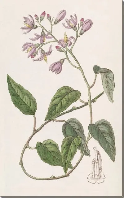 Картина Соланум крючколепестковый (1815-1819)