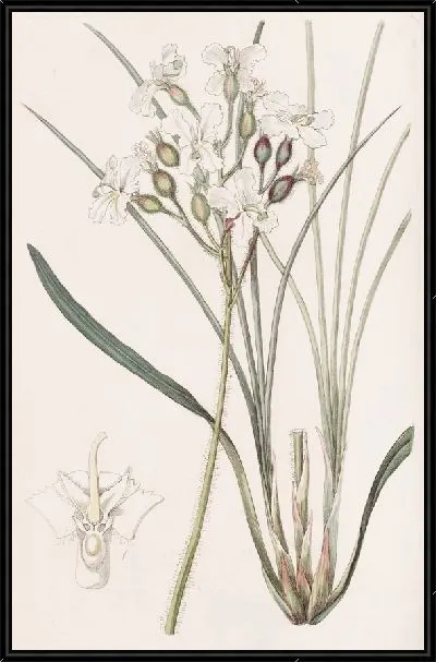 Картина Стилворт волосатый (1815-1819)