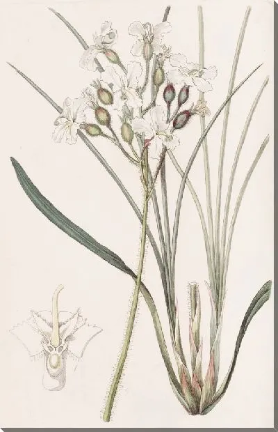 Картина Стилворт волосатый (1815-1819)