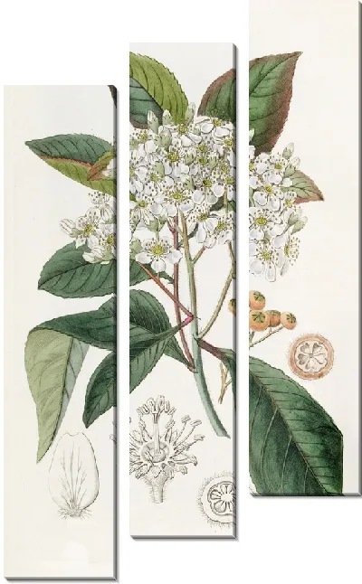 Картина Странваезия серолистная (1815-1819)