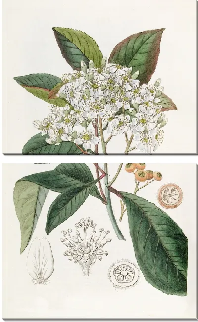 Картина Странваезия серолистная (1815-1819)