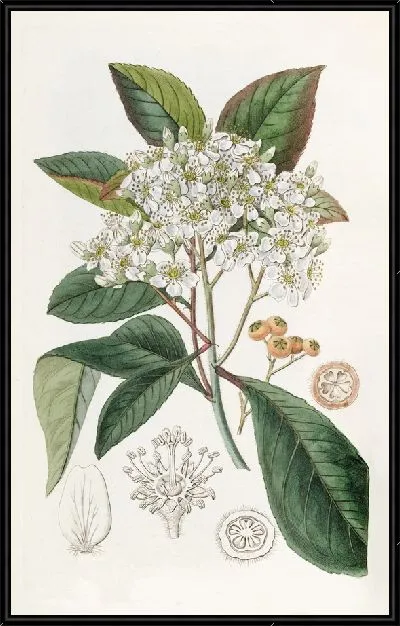 Картина Странваезия серолистная (1815-1819)